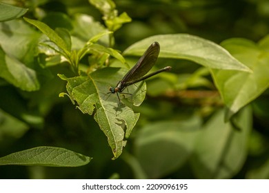 Damselfly Resting On A Leaf