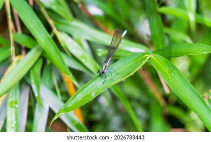 Damselfly Resting Wings On Leaves