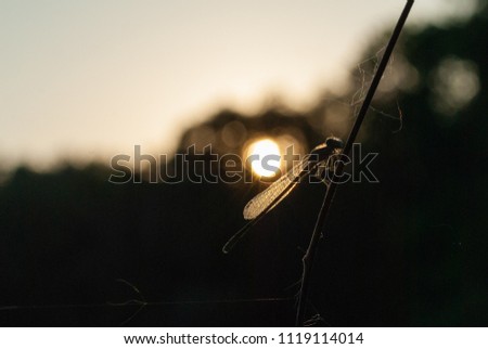Damselfly silhouette on a stick Stock photo © 