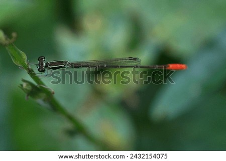 a damselfly sitting on the leaf in the morning  