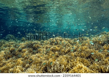 Damsels over shallow stony corals howering to pick up planktons, Gam Island Raja Ampat Indonesia.
