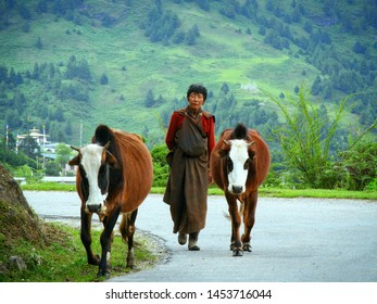 Damthang, Haa, Bhutan, 7/17/2019.
Cow Herder In High Land