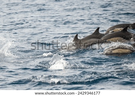 Dana Point, California. A group of Short-beaked common dolphins, Delphinus delphis swimming in the Pacific ocean
