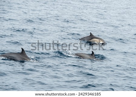 Dana Point, California. A group of Short-beaked common dolphins, Delphinus delphis swimming in the Pacific ocean  