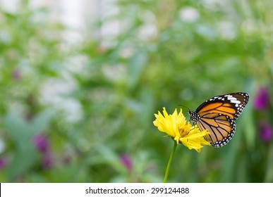 Danaidae, Monarch Butterfly With Flower At Park ,garden ,forest