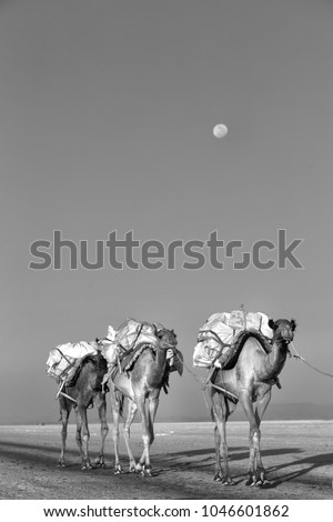 Similar – Image, Stock Photo steppe ride Ride Nature