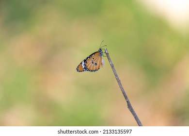 Danaus Chrysippus Chrysippus Or The Plain Tiger From Lat Krabang, Bangkok, Thailand.