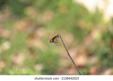 Danaus Chrysippus Chrysippus Or The Plain Tiger From Lat Krabang, Bangkok, Thailand.