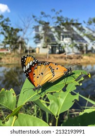 Danaus Chrysippus Chrysippus Or The Plain Tiger Mating At Lat Krabang, Bangkok, Thailand.