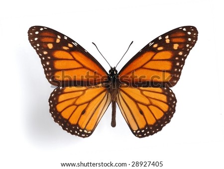 Danaus plexippus