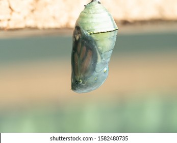 Danaus plexippus butterfly chrysalis. (pupa)