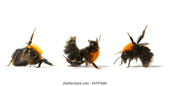 Dance Aerobic Bumble Bee Collect