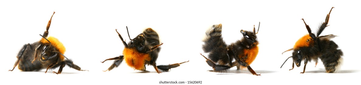 Dance Aerobic Bumble Bee Isolated On White Background