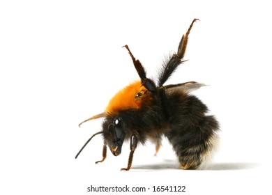 Dance Aerobic Bumble Bee Isolated On White Background