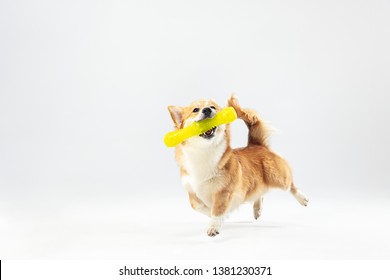 Dance with extraction. Welsh corgi pembroke puppy in motion. Cute fluffy doggy or pet is playing isolated on white background. Studio photoshot. Negative space to insert your text or image.