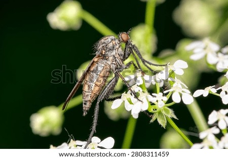 Dance fly perched on the small white flowers of an umbellifer plant (Empis cf. tessellata)