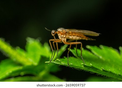 A dance fly rests on leaf displaying its slender body and long legs while poised in a predatory stance ready to hunt vibrant forest setting.