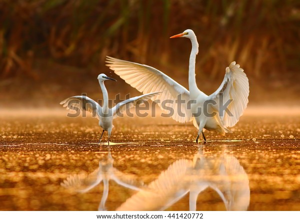 The dance lesson\
great Egret teaching the little\
Egret about dance.