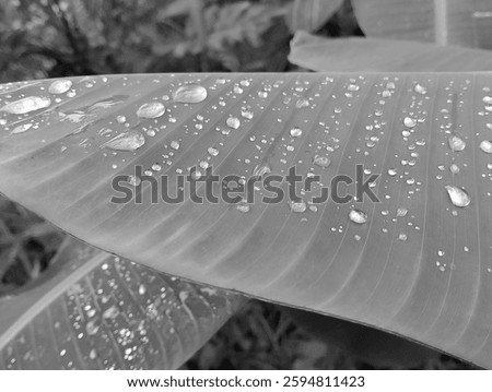 In a dance of shadows and light, dewdrops on a banana leaf transform into pearlescent beads, captured in the timeless elegance of monochrome