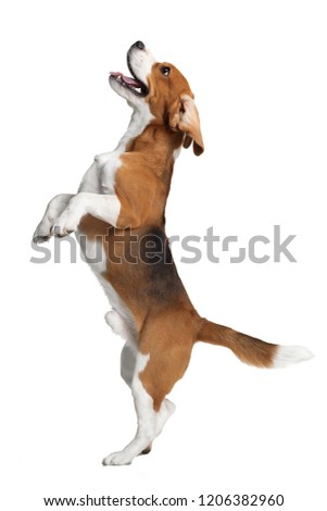 Dancing Beagle on a white background isolation
