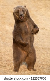 Dancing Bear