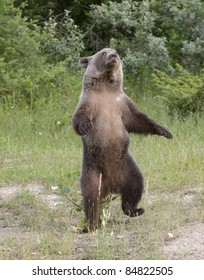 Dancing Bear