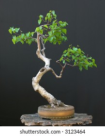 Dancing Birch Bonsai