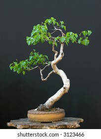 Dancing Birch Bonsai