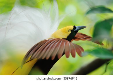 Dancing Bird Of Paradise