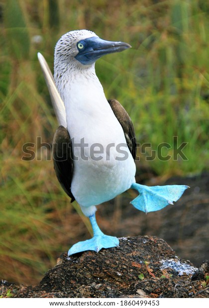 Dancing Blue footed\
Booby Galapagos Islands