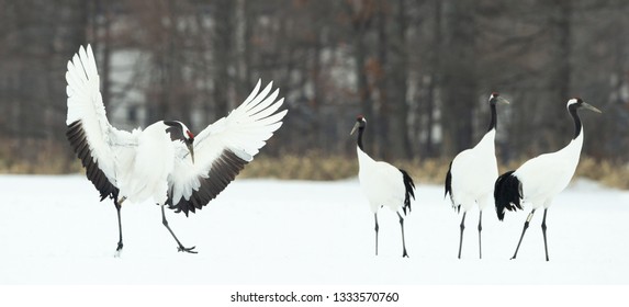 Dancing Cranes Ritual Marriage Dance Cranes Stock Photo 1333570760 ...