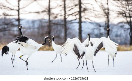 Dancing Cranes Ritual Marriage Dance Cranes Stock Photo 1526735621 ...