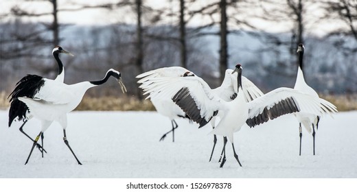 Dancing Cranes Ritual Marriage Dance Cranes Stock Photo 1526978378 