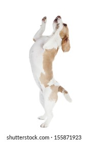 Dancing Dog Beagle On A White Background In Studio