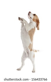 Dancing Dog Beagle On A White Background In Studio