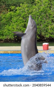 Dancing dolphin in pool making a show for people, blue pool and red ice food holder.