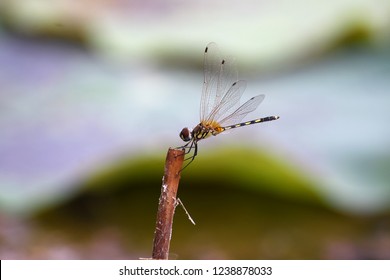 A Dancing dropwing dragonfly ( Scientific name: Trithemispallidinervis)