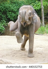 Dancing Elephant