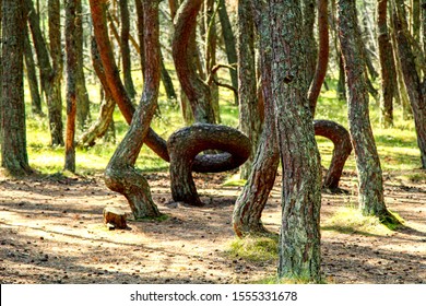 The Dancing Forest. Pine forest on the Curonian Spit. Unusually twisted trees. Drunken forests, the trees. Drunken pine trees in Russia, contorted into rings, spirals, and other loops and squiggles