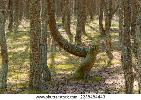 Dancing forest is sight of Curonian Spit national park in Kaliningrad region, Russia. Beautiful old conifer trees with twisted trunks covered moss. Forest landscape, woodland, close up bent tree 