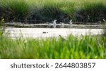 Dancing Godwits at Druridge Pools Nature Reserve, which is close to the Northumberland coast and was a former opencast mine, now a popular reserve with wildfowl and waders in the wetland