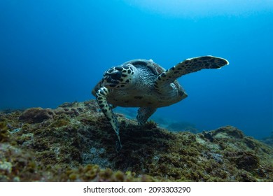 A Dancing Green Sea Turtle At Aliwal Shoal