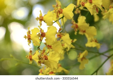 HOA GIEO TỨ TUYỆT 2 - Page 54 Dancing-lady-orchid-oncidium-varicosum-260nw-333316544