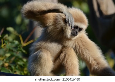 Dancing Lar Gibbon At The Tierpark, Berlin