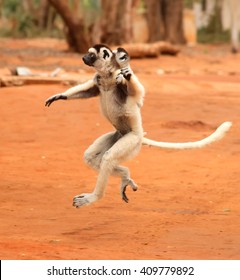 Dancing Lemurs Of Madagascar In The Wild, Verreaux's Sifaka Or Propithecus Verreauxi With Baby On The Back