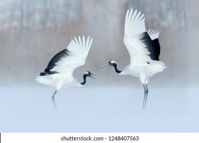 Dancing pair of Red-crowned crane with open wings, winter Hokkaido, Japan. Snowy dance in nature. Courtship of beautiful large white birds in snow. Bird love mating behaviour, animal dance. 