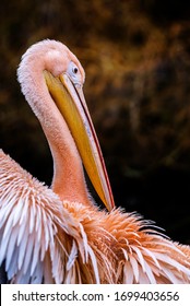 Dancing Pelican At The Sunset Light