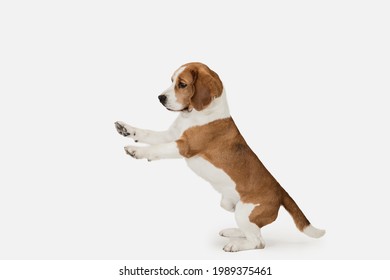Dancing. Portrait of funny active pet, cute dog Beagle posing isolated over white studio background. Concept of motion, action, pets love, animal life. Looks happy, delighted. Copyspace for ad. - Shutterstock ID 1989375461