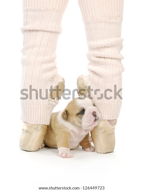 english bulldog dancing