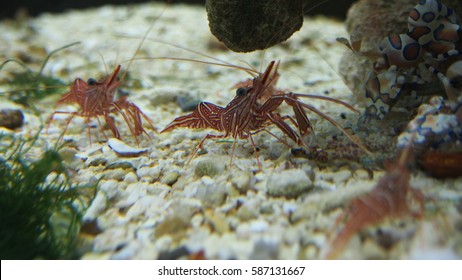 Dancing shrimps